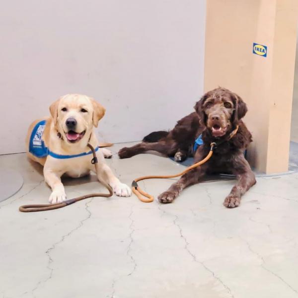 Verein Partner-Hunde Österreich